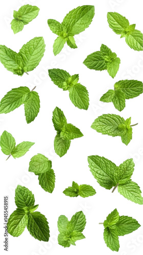 Isolated Mint Leaves on Transparent Background Photo