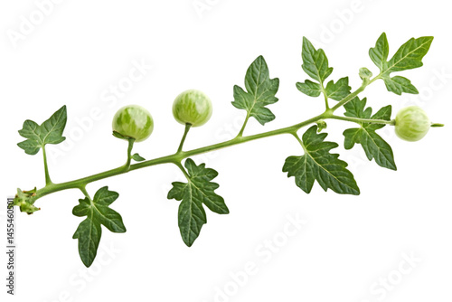 Isolated Photo of a Green Tomatillo Plant with Leaves Against Transparent Background