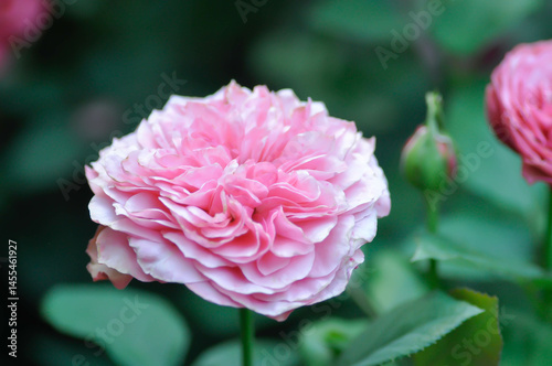 pink rose or Garden roses , zaide rose or William Christie Rose or Mary Rose or Rosa damascena  Mill or  Rose or Damask rose or Rosaceae or pink flower