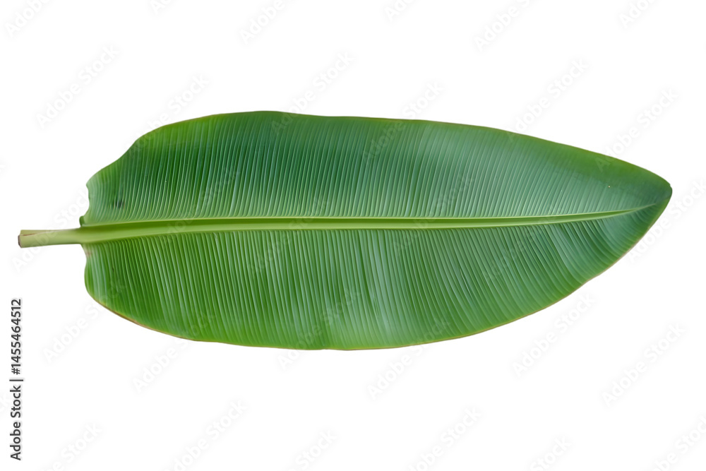 Isolated Green Leaf Illustration with Transparent Background Nature's Detail Isolated Green Leaf Illustration with Transparent Background Nature's Detail