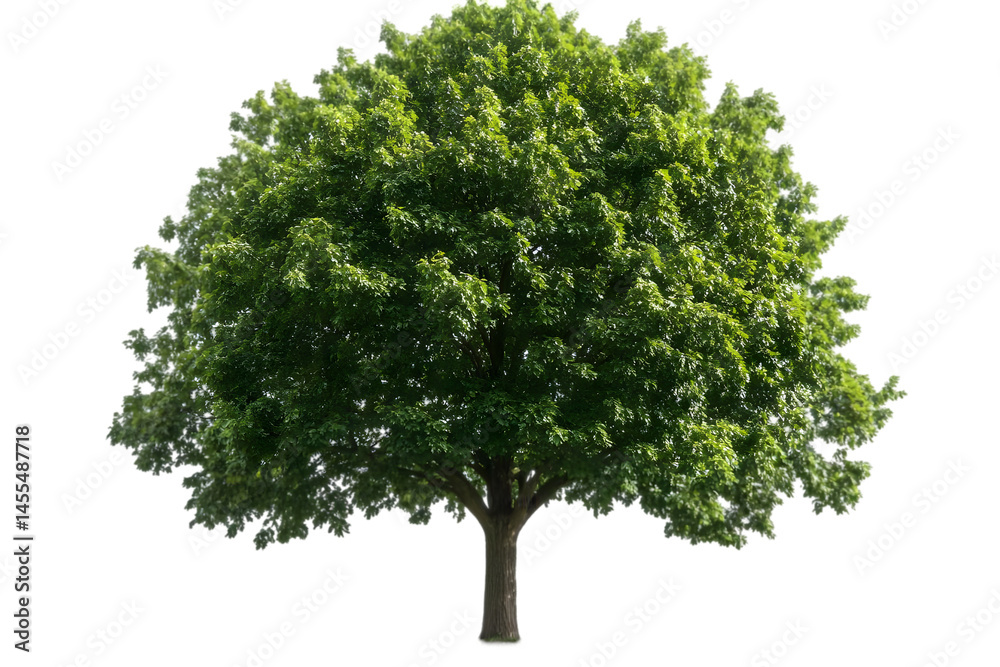 Obraz premium Realistic Tree Illustration with Green Leaves on Isolated Transparent Background