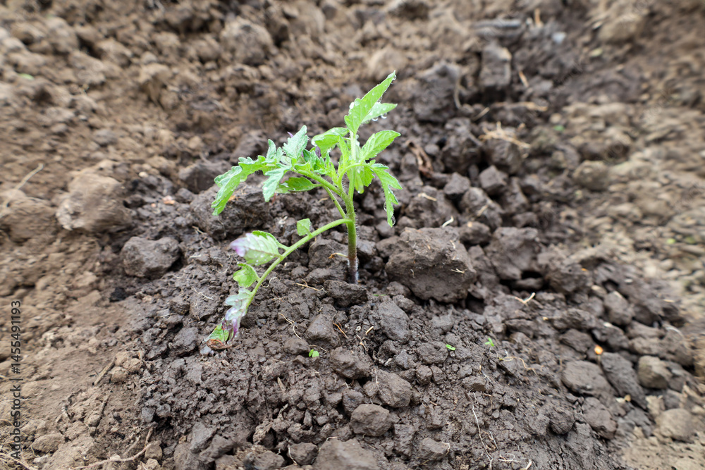 A tiny green tomato seedling breaks through the dark moist soil, its small leaves covered in dewdrops, symbolizing an early morning in the garden. A tiny green tomato seedling breaks through the dark moist soil, its small leaves covered in dewdrops, symbolizing an early morning in the garden.