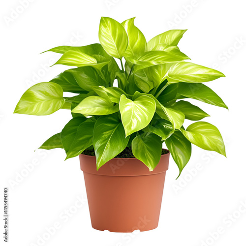 Green houseplant leaves indoor decoration natural oxygen living room home PNG On Transparent Background photo