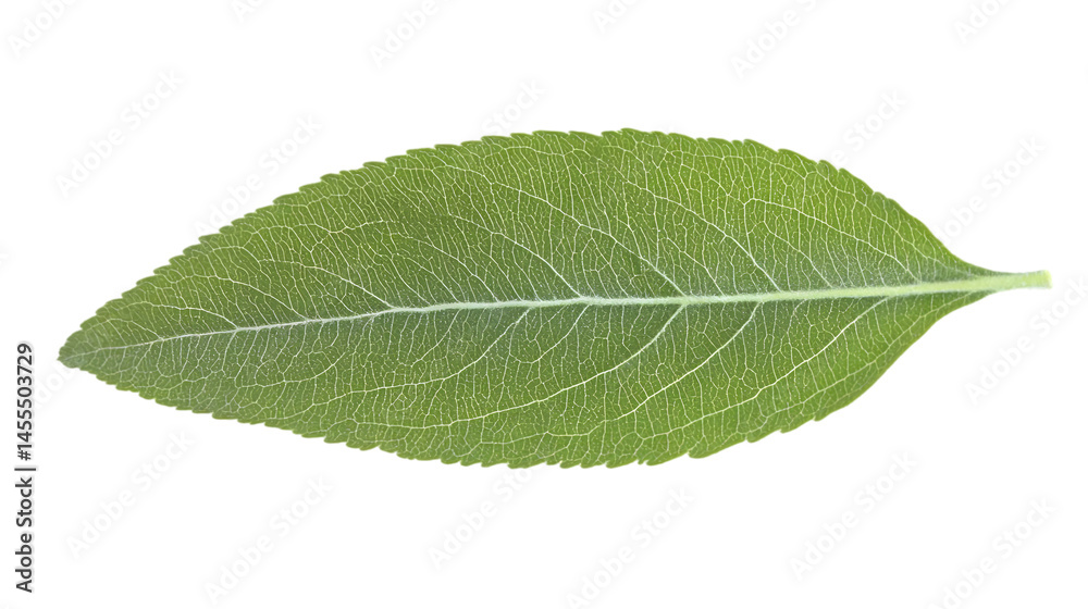 Realistic Single Green Leaf Isolated On Transparent Background Realistic Single Green Leaf Isolated On Transparent Background