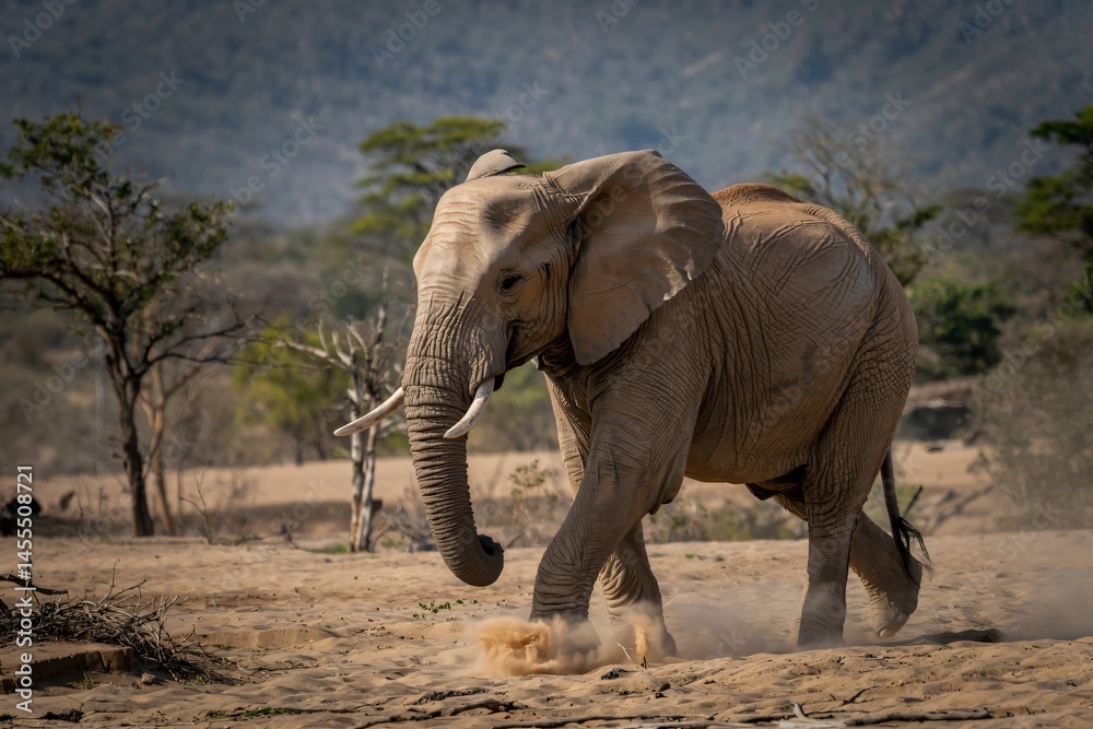 Fototapeta premium a magnificent African elephant walking across a dry, dusty savanna landscape.
