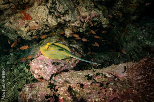 blue spotted string ray underwater 
