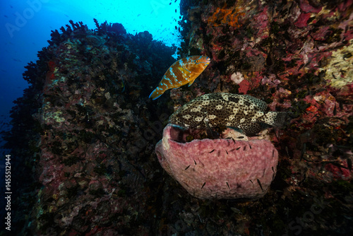 Fototapeta Naklejka Na Ścianę i Meble -  coral reef with fish