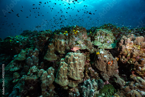 Fototapeta Naklejka Na Ścianę i Meble -  coral reef in the sea