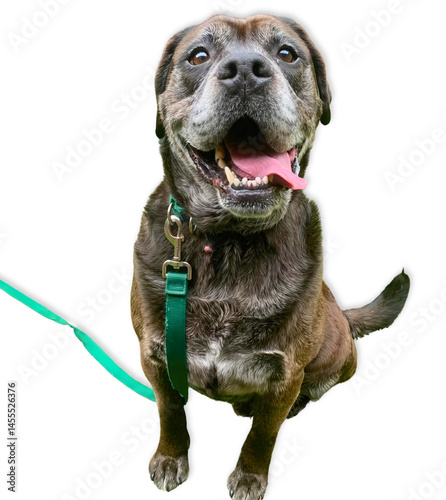 Wallpaper Mural Senior Dog Smiling with Tongue Out on White.. Torontodigital.ca