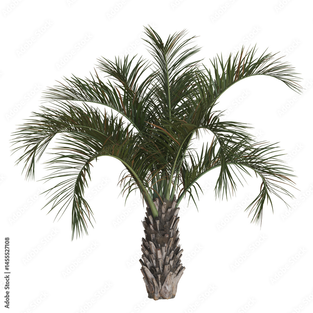 Fototapeta premium Vibrant Palm Tree on White Background