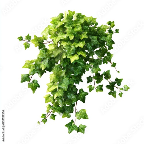 Vibrant green ivy leaves cascade down, a lush display of natures artistry against a clean white backdrop.