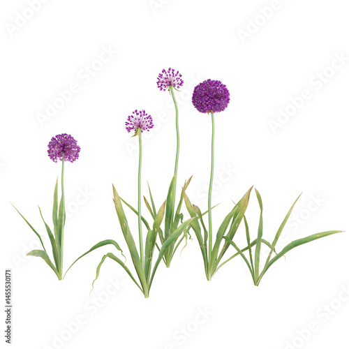 Vibrant purple allium flowers on a white backdrop