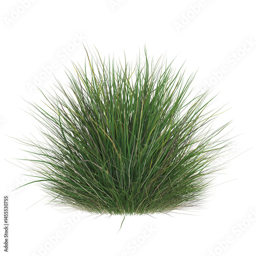 Lush green grass bush on white background