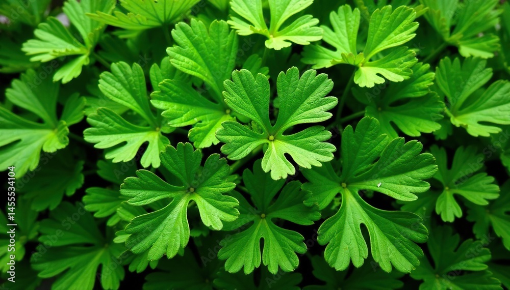 Fresh parsley leaves forming intricate natural pattern, photography, natural, leaves