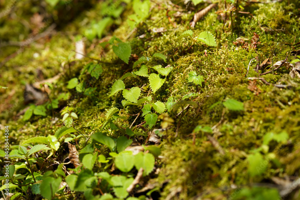 Obraz premium 自然 森林