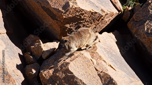 Rock Hyrax perched among boulders sunlit