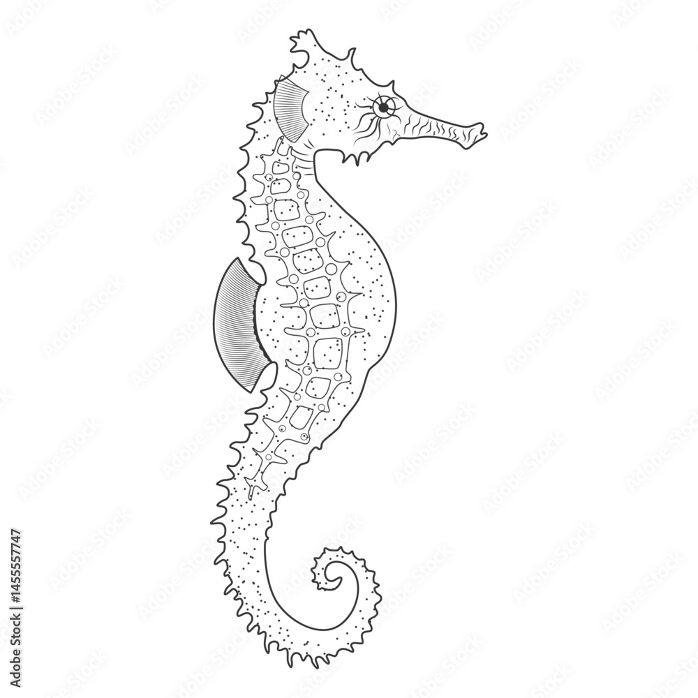 Fototapeta premium Seahorse vector illustration