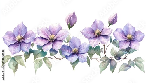 Delicate purple clematis blossoms and leaves