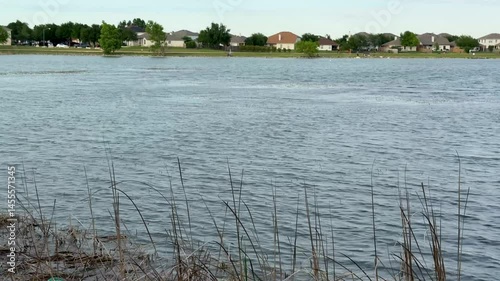 48 White Heron Standing in Lake Reeds Near Quiet Neighborhood
