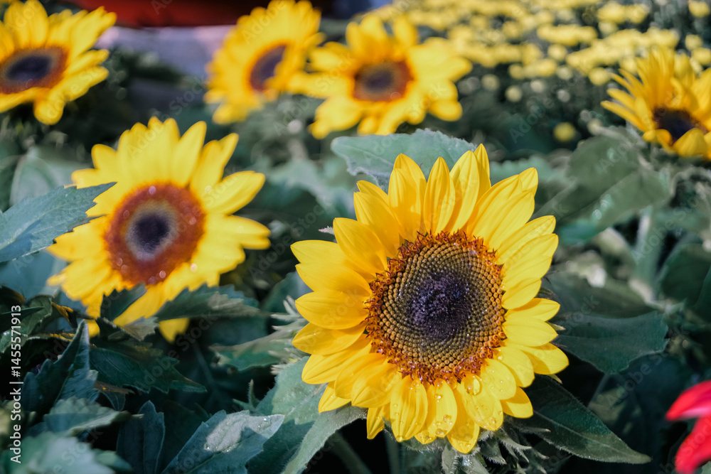 Fototapeta premium Sunflower field