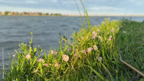 29 Wildflowers and Grass on Lake Edge in Gentle Evening Light