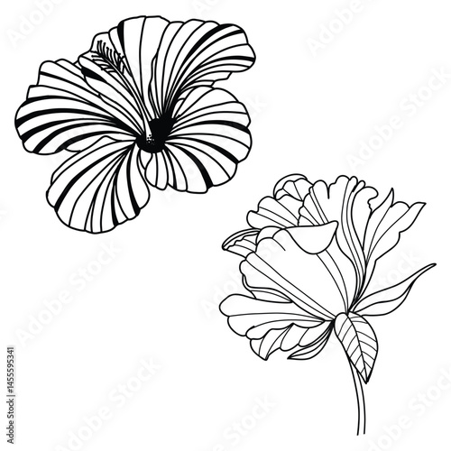 Botanical black Clipart Wildflower