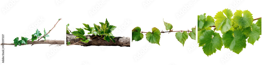 Four branches adorned with lush green leaves illustrate nature's vitality and diversity, highlighting various leaf shapes and textures against a transparent background