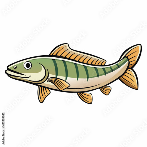 hillstream loach vector on white photo
