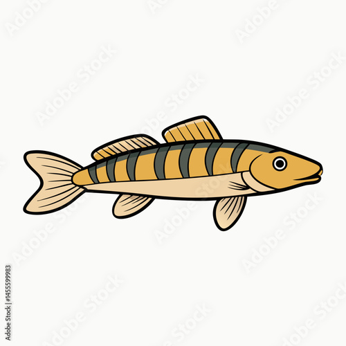 hillstream loach vector on white photo