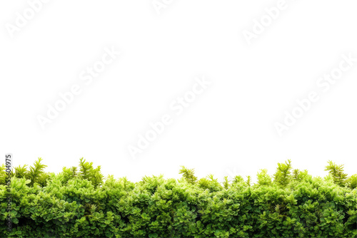 Lush green hedge line against black background
