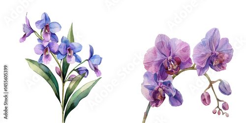 beautiful orchid watercolor vector illustration