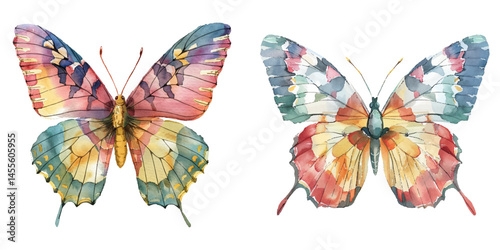 butterfly watercolor vector illustration