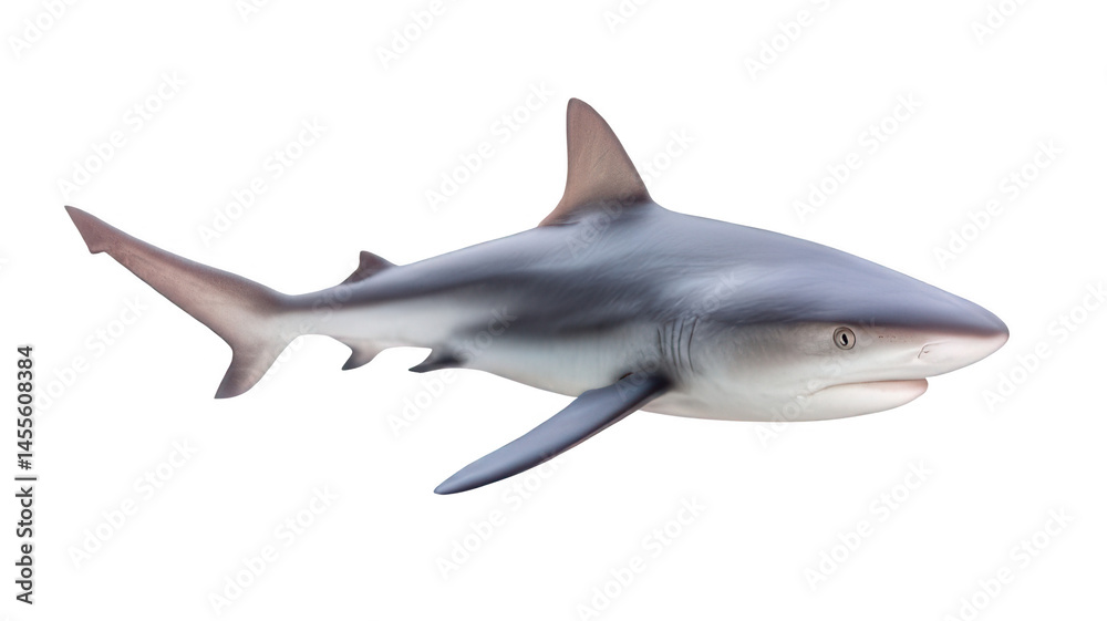 Naklejka premium Realistic Galapagos Shark Isolated on White Transparent Background