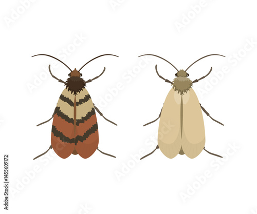 Indian Meal Moth and Casemaking Clothes Moth Comparison