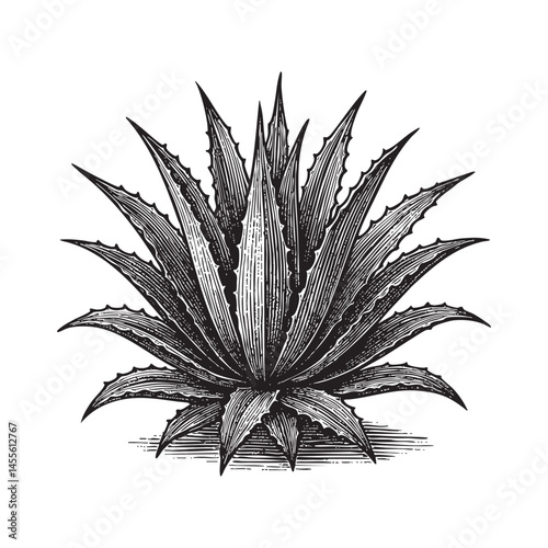 agave engraving woodcut illustration