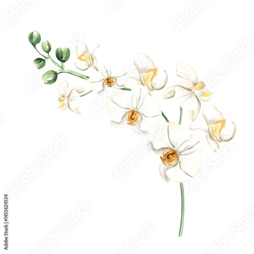 White orchid flowers on branch watercolor illustration isolated. Exotic tropical blooming plant for design of spring jungle. Hand drawn phalaenopsis twig in realistic botanical style. Floral clipart.