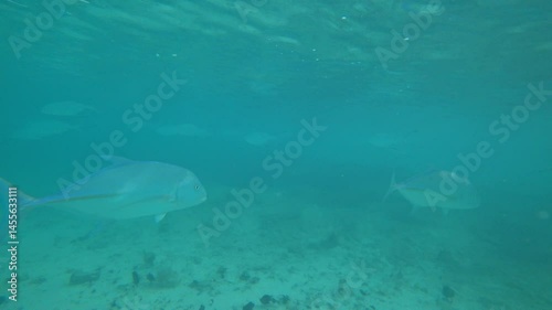 Wallpaper Mural Snorkeling with fish in the ocean near a coral island. In places, the reef is dead and without color, but there is also new one alive. Schools of colored fish are swimming. There is garbage at bottom Torontodigital.ca