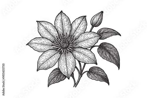 clematis floral engraving woodcut illustration