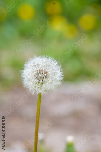 Wallpaper Mural dandelion seeds fly from a flower on a dark blue background. botany and bloom growth propagation. Torontodigital.ca