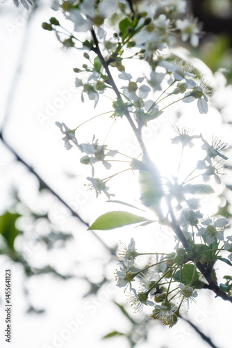 Wallpaper Mural Beautiful white flowers on the branches close-up. Blooming cherry. Spring. Torontodigital.ca