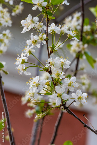 Wallpaper Mural Beautiful white flowers on the branches close-up. Blooming cherry. Spring. Torontodigital.ca