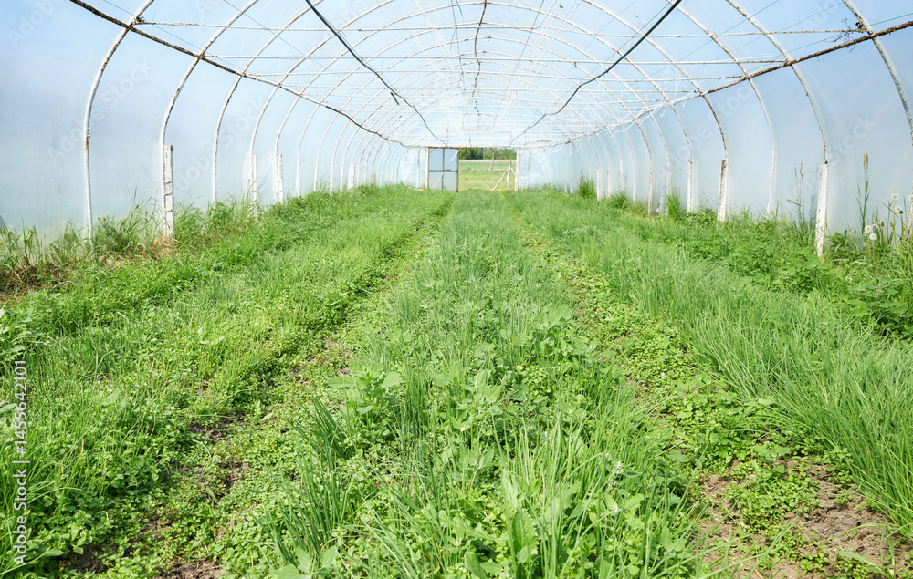 Organic vegetables grown in a foil tunnel.