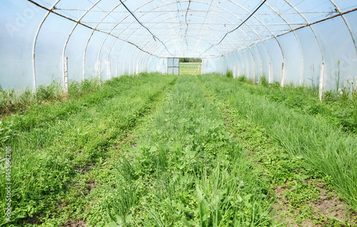 Obraz na płótnie Organic vegetables grown in a foil tunnel. w salonie