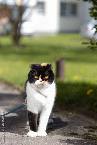Adorable Cat on a Leash Strolling in a Sunny Green Garden