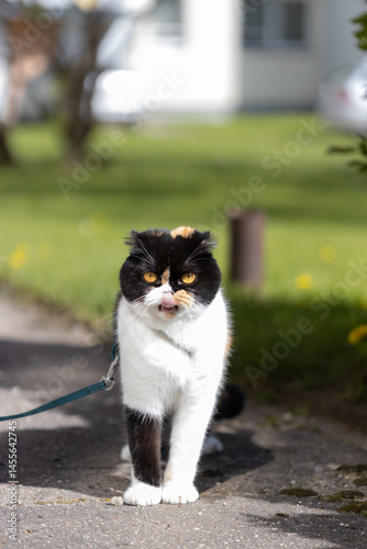 Adorable Cat Standing Outdoors on a Sunny Day Near Green Grass