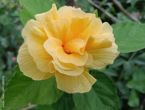 yellow Hibiscus spp.  close-up on tree. photo taken in malaysia