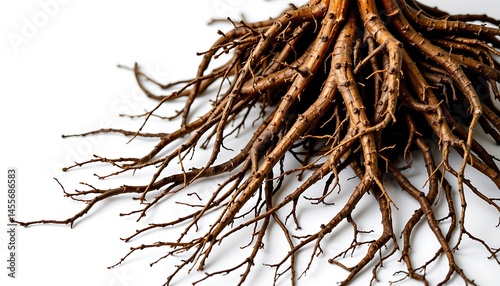 an isolated image of plant roots on a solid white background, showcasing their intricate, organic structure