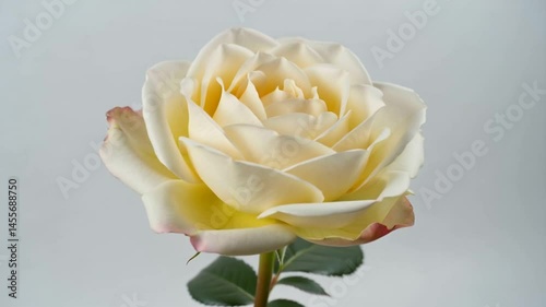 White rose flower in soft light with gentle petals against a clean background