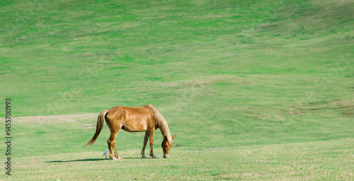A single horse grazes in a natural pasture.