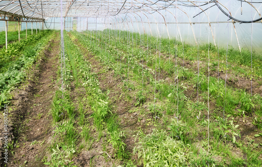 Organic vegetables grown in a polytunnel.